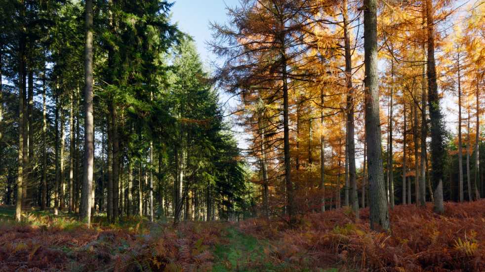 forest of dean